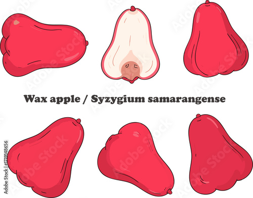 Wax Apple Syzygium Samarangense Fresh Bell Fruit Tropical Healthy Java Apple Water Fruit Lianwu Natural Red Exotic Delicious Nutrition