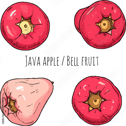 Detailed Wax Apple Java Apple Bell Fruit Rose Apple Red Exotic Tropical Water Fruit Botanical Vector