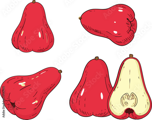 Tropical wax apple fruit hand drawn vector design healthy red rose apple juicy illustration for exotic food lover