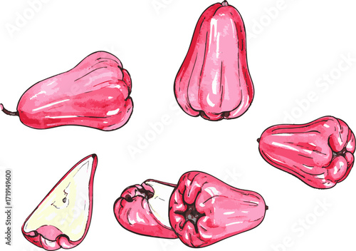 Healthy wax apple hand drawn exotic fruit vector illustration red water apple tropical food nutrition clipart design