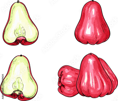 Fresh wax apple fruit hand drawn vector illustration tropical water apple healthy snack design for food lovers