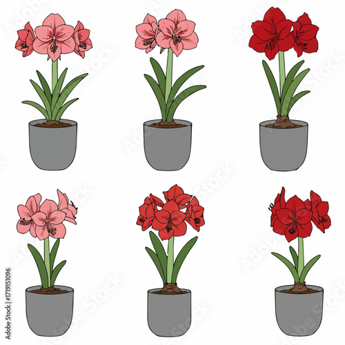 Vibrant Amaryllis Plants Vector Set: Pink and Red Blossoms in Grey Pots on Isolated White Background