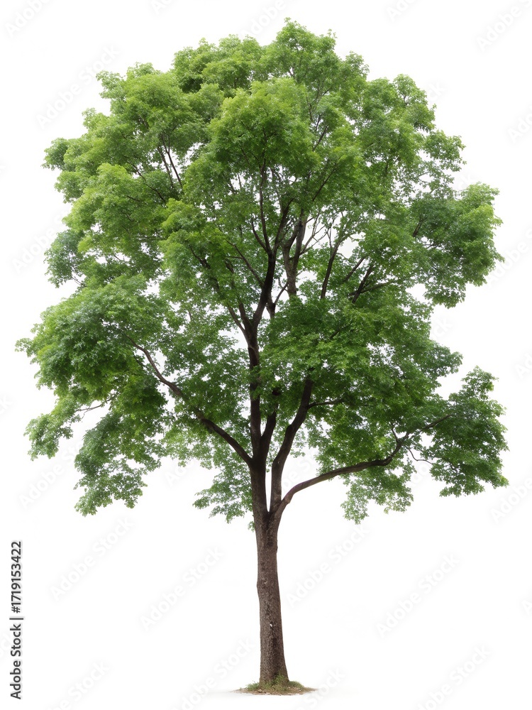 Obraz premium Tall deciduous tree with full green canopy and straight trunk on white background