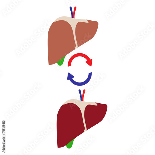 Liver Transplant Medical Icon