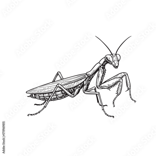 Vector illustration of a praying mantis insect, created entirely in black and white style with bold strong black outline highlighting detailed natural features.