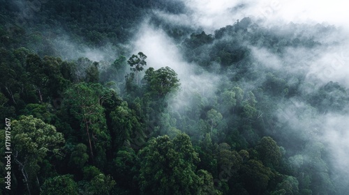 fog in the mountains