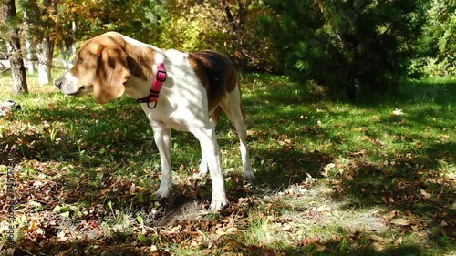 Beagle dog sniffing ground in autumn park. Domestic animal explore fallen leaf.