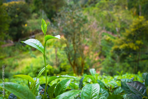 Fresh Green Tea Leaves Close Up in Organic Herbal Farm with Morning Sunlight. Natural Eco Plantation for Healthy Organic Drinking Tea.Organic Tea Plantation for Relaxation and Health. Green Tea leaves