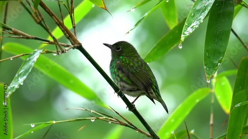 Colorful bird perched on bamboo