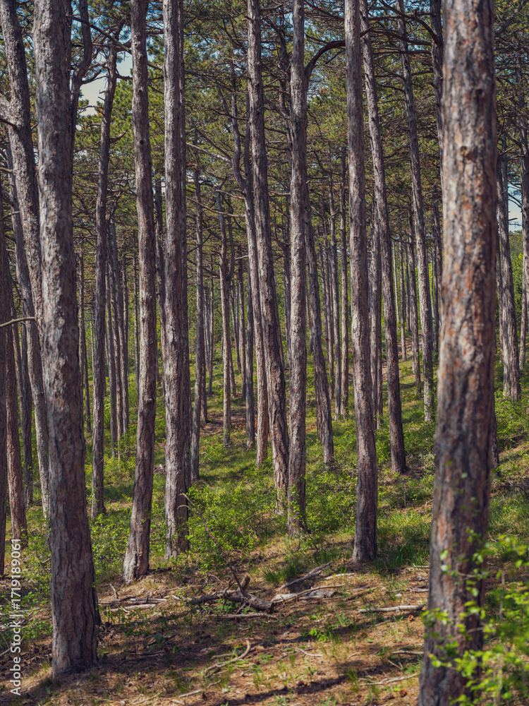 Obraz premium forest, nature background