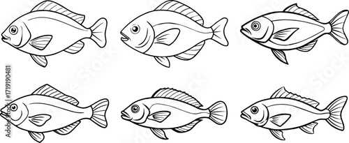 Collection orange roughy fish line art, black outline, vector and illustration