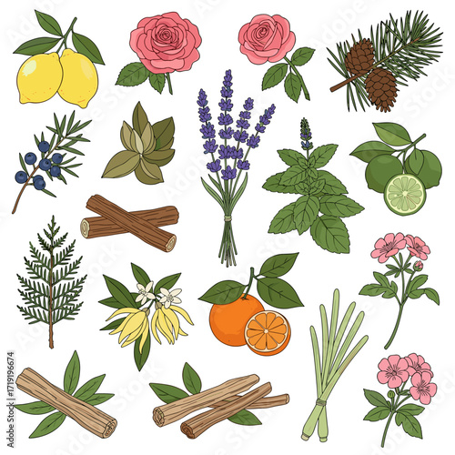 A collection of various aromatic plants and fruits commonly used for aromatherapy and essential oils.
