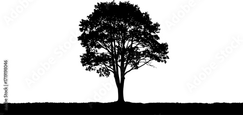 a detailed silhouette of a lush, full tree with dense foliage, isolated on a clean white background, stark contrast, dark and light, monochrome