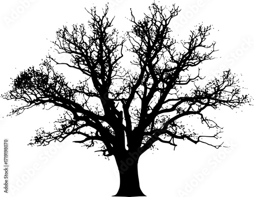 a detailed silhouette of a lush, full tree with dense foliage, isolated on a clean white background, stark contrast, dark and light, monochrome