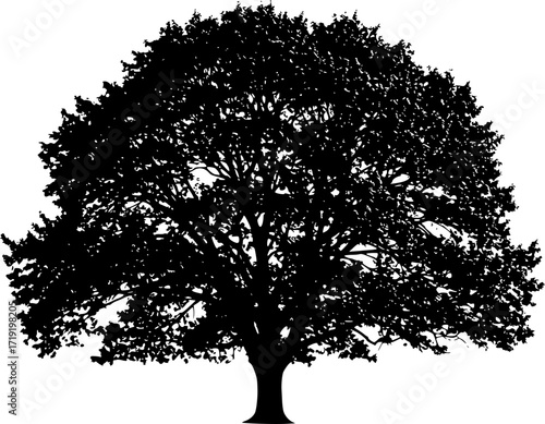 a detailed silhouette of a lush, full tree with dense foliage, isolated on a clean white background, stark contrast, dark and light, monochrome