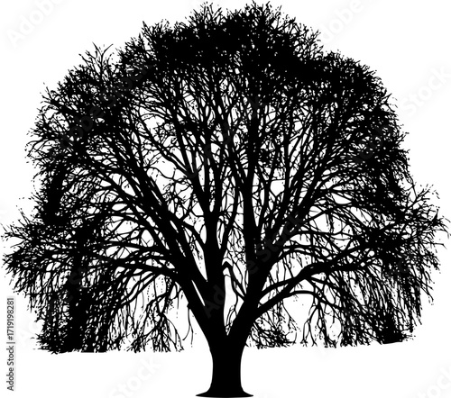 a detailed silhouette of a lush, full tree with dense foliage, isolated on a clean white background, stark contrast, dark and light, monochrome