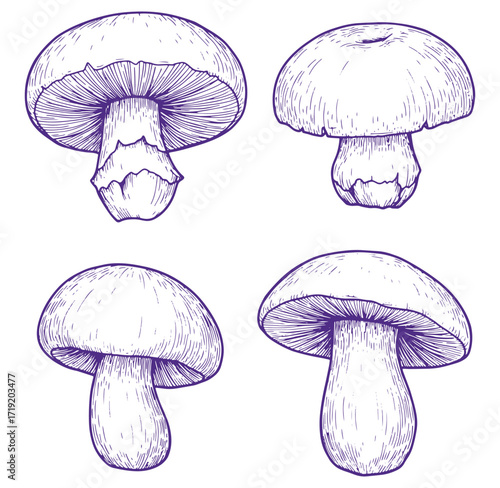 Detailed hand drawn illustration of four different edible mushroom types in line art style.