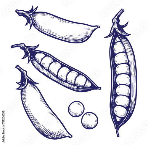 Detailed vintage engraved illustration of fresh green pea pods and shelled peas