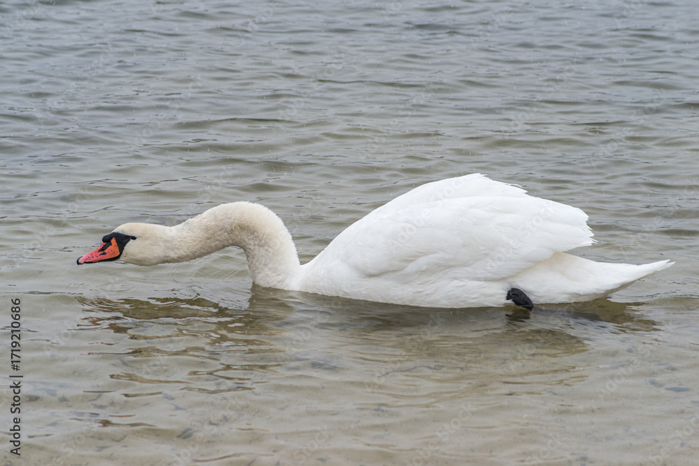 Naklejka premium cygne à la Base de Loisirs de Verneuil sur Seine en France