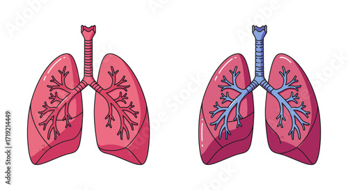 Healthy lungs illustration showcasing respiratory system anatomy, ideal for medical education, healthcare promotions, and anatomical study guides with clear anatomical details