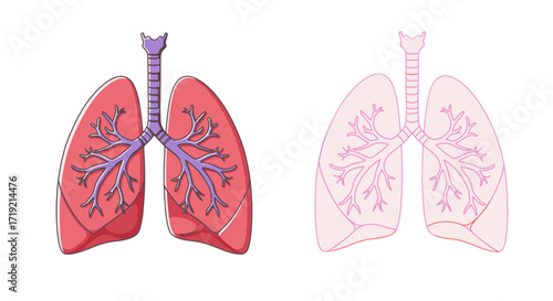 Vibrant lung illustration for medical studies, showcasing respiratory system anatomy and highlighting pulmonary health, ideal for educational materials and healthcare promotions