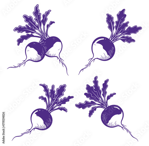 Hand drawn illustration of purple radishes with green leaves isolated on white background
