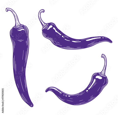 Hand drawn illustration of three purple chili peppers isolated on a white background