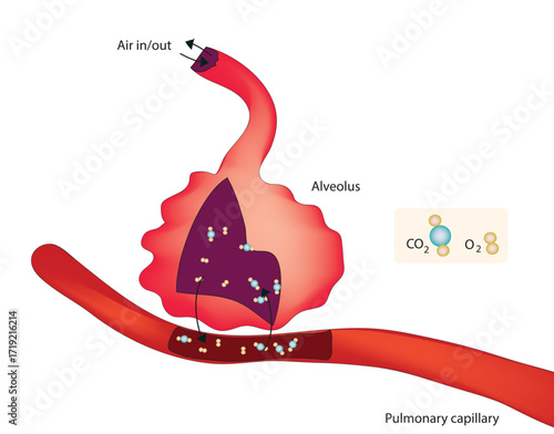 Gaseous exchange in alveoli