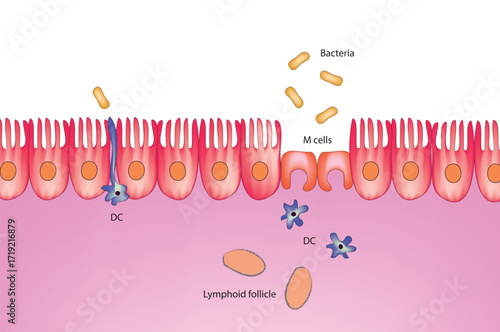 Epithelial cells recognition of commensal bacteria and pathogenic bacteria