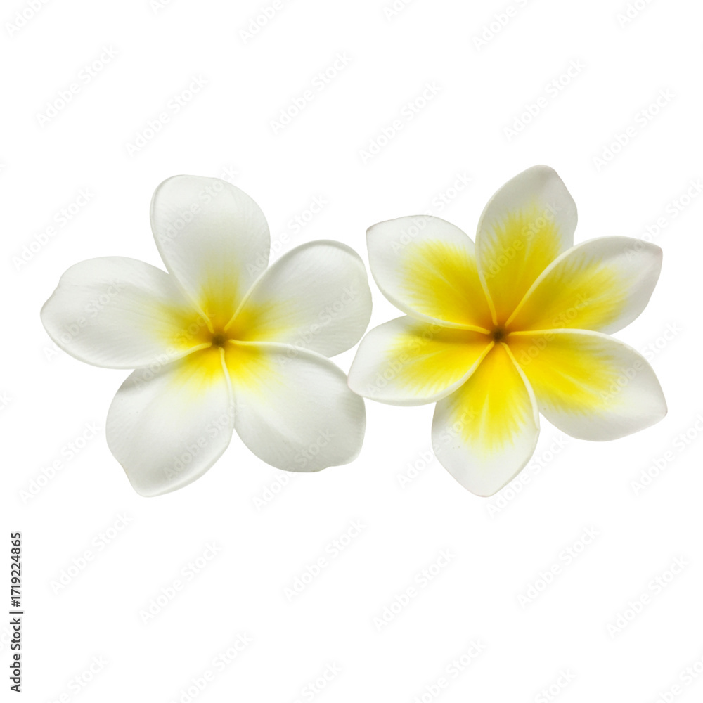 Naklejka premium Delicate frangipani blossoms, evoking tropical warmth and serene beauty for spa and wellness designs isolated on transparent background.