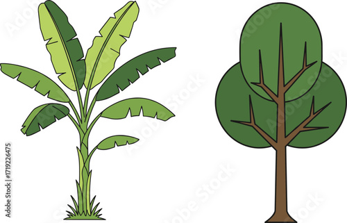 Banana Plant and Deciduous Tree Comparison Illustration with Green Foliage, Leaf Shapes, Botanical Structure for Nature, Garden, and Educational Use
