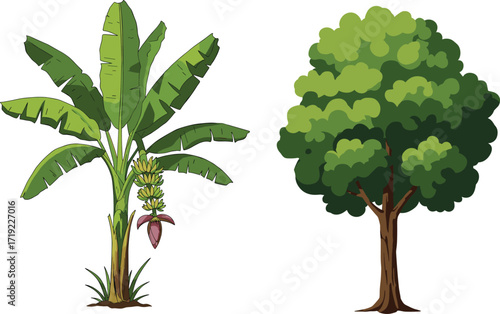 Banana Plant with Hanging Fruit and Deciduous Tree Comparison Illustration for Botanical, Tropical, Garden, Educational, and Environmental Nature Concepts