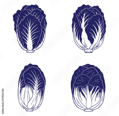 Vector illustration of four stylized napa cabbage heads arranged against a white backdrop