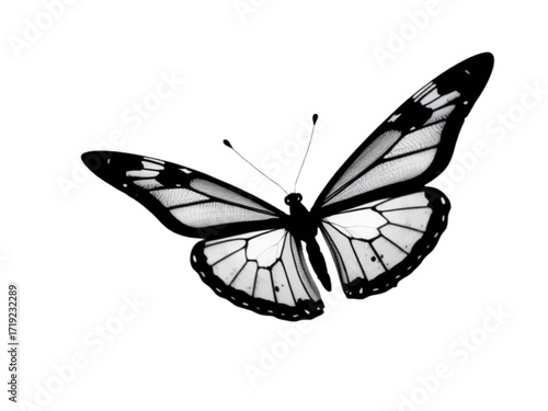 This New Transparent Background Silhouette is a Minimalist yet Powerful Depiction of a Large Patterned Butterfly, Symbolizing  Beauty.