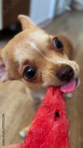 Funny Chihuahua puppy eats a watermelon. The dog is a pet. 