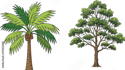 Coconut Palm Tree and Deciduous Tree Side by Side in Tropical and Temperate Botanical Vector Illustration Featuring Green Foliage and Fruit