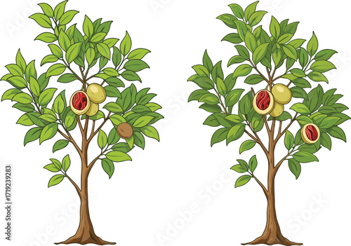 Nutmeg fruit trees with green leaves and exposed red seed illustration showing botanical anatomy, agricultural concept, and seasonal plant design