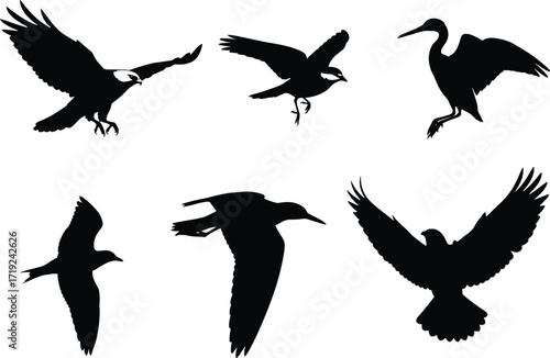 Bird silhouette vector set, six flying and landing poses with wings spread, black icons for nature, wildlife, freedom, and motion