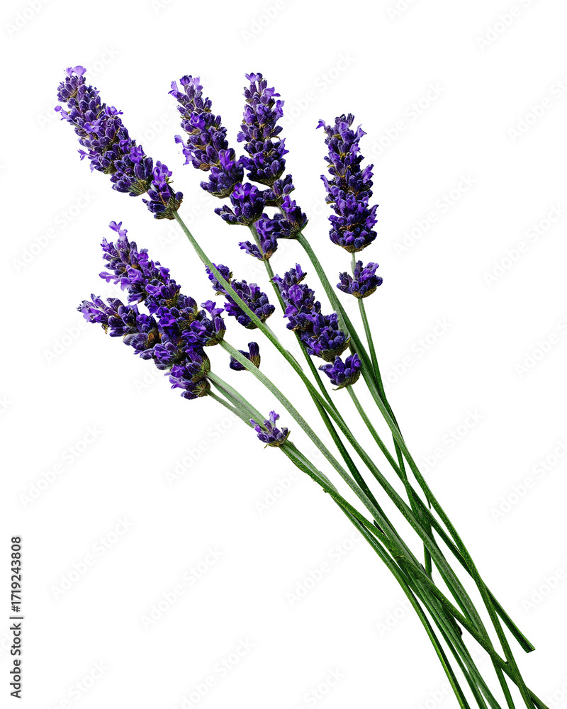 Fototapeta premium Lavender sprigs forming a curved arrangement, soft green stems topped with clusters of violet blossoms, fine surface detail, transparent background. 