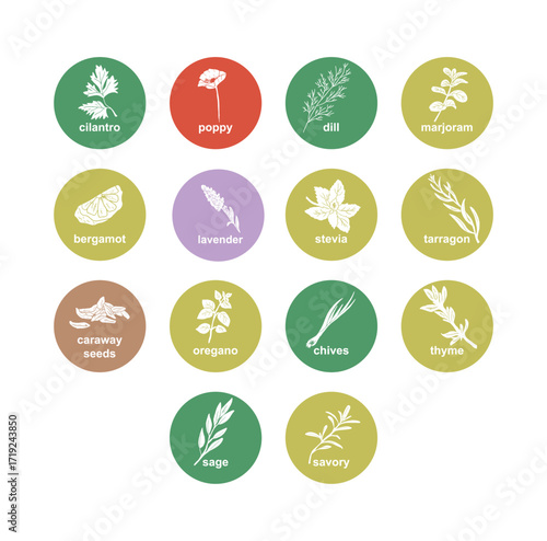 Spices and herbs stickers and labels. Different color packaging for food preparing and culinary. Bags with herbs. Cilantro, poppy, dill, marjoram, bergamot organic product for selling vector set.