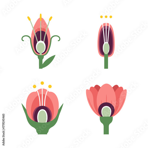 Detailed illustrations of flower anatomy showing different parts and structures.