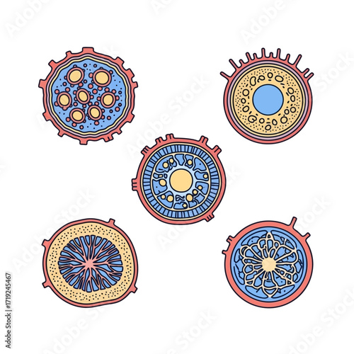 Cross Sections of Various Plant Stems.