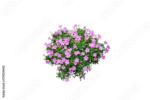 Pink flower bush isolated