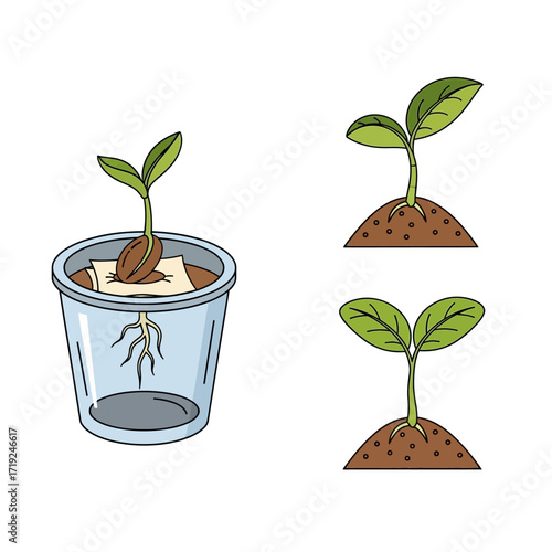 Sprouting Seeds and Seedlings Illustration - Germination and Early Plant Growth.