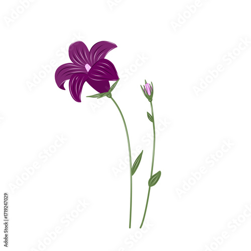 Vector dark violet bellflower on a thin green stem. Isolated decorative flower for minimalistic floral design, prints, and botanical graphics.