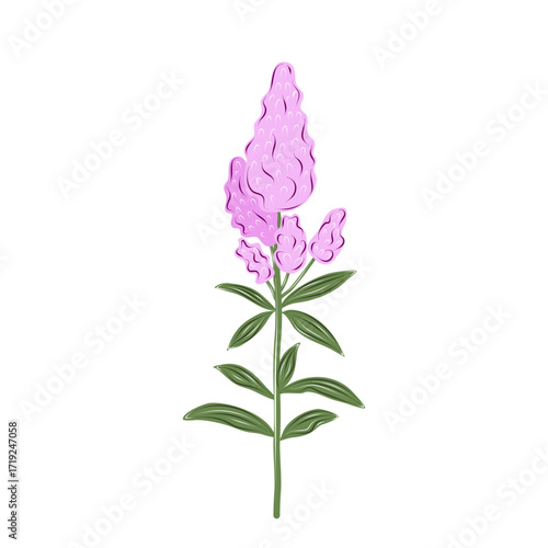 Tall purple astilbe flower spike with green leaves. Isolated vector plant for floral compositions, natural patterns, and botanical illustrations.