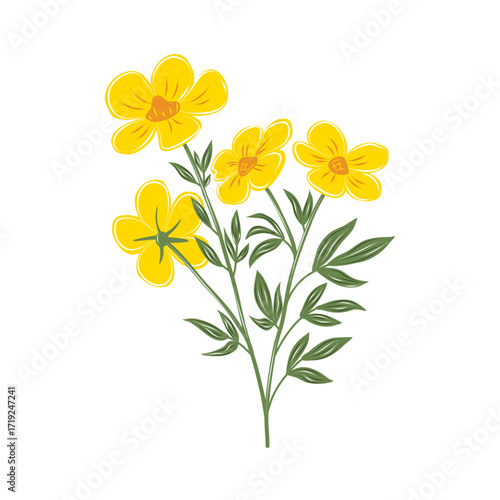 Vector bright yellow meadow wildflowers with green leaves. Evening primrose. Isolated floral illustration for summer patterns, natural decorations, and eco-friendly design.