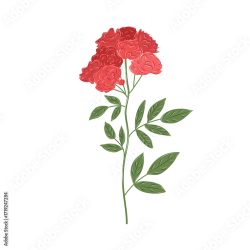 Bouquet of red carnations with green leaves. Isolated festive flower for greeting cards, poster design, textile prints, and holiday compositions.