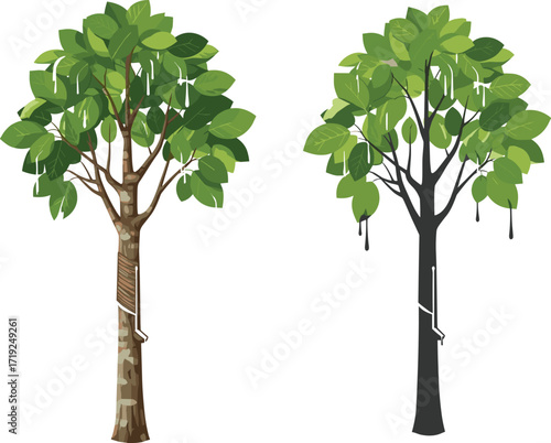 Tree Sap Extraction Comparison with Maple and Rubber Trees, Tapping Tubes, Natural Bark Texture, Latex Droplets, Green Leaves, Vector Illustration