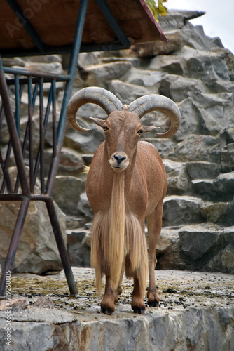 Large barbary sheep male looking at the camera